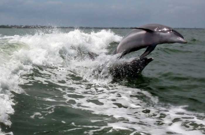 Dolphin Jumping out of water in 10,000 Islands Beach Eco-Tour
