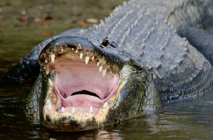 Aliigator in the Everglades