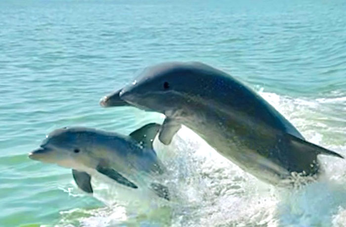 Dolphins jumping tour boat wake