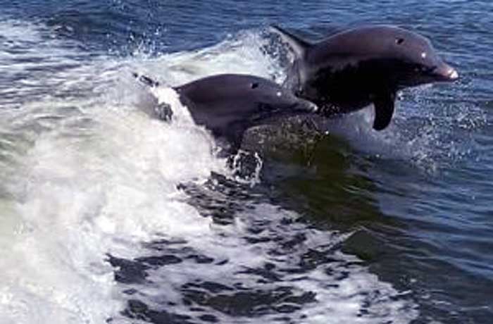 Dolphin viewing from manatee boat tour