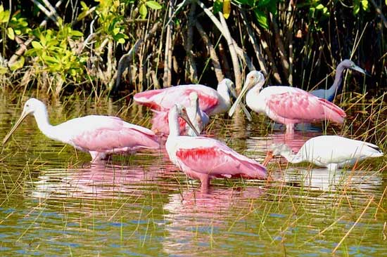 Manatee Sightseeing & Wildlife Adventures
