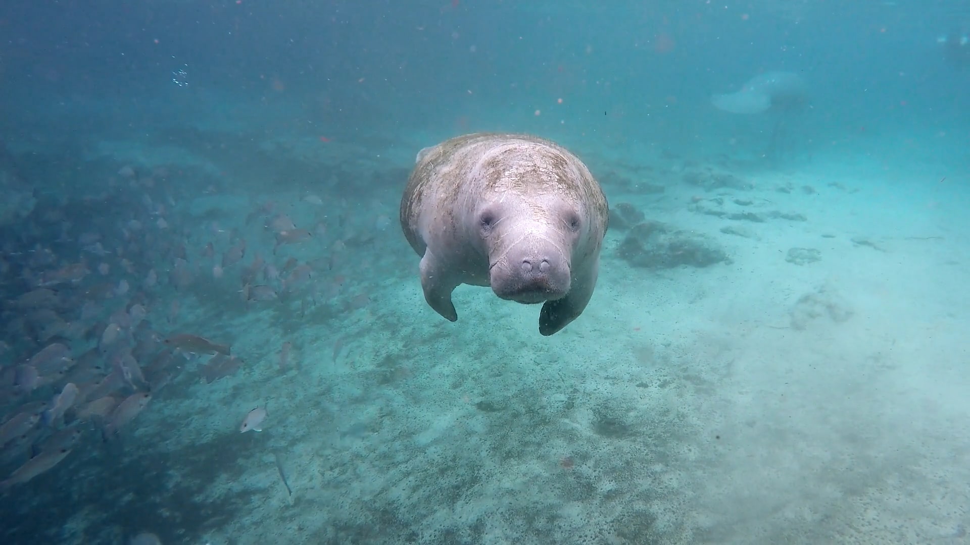 Manatee Sightseeing Tours