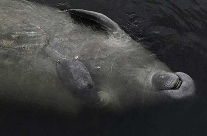 Manatee smiling to boat tour