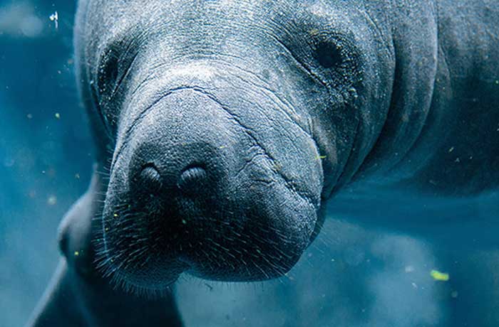 Manatee smiling to boat tour