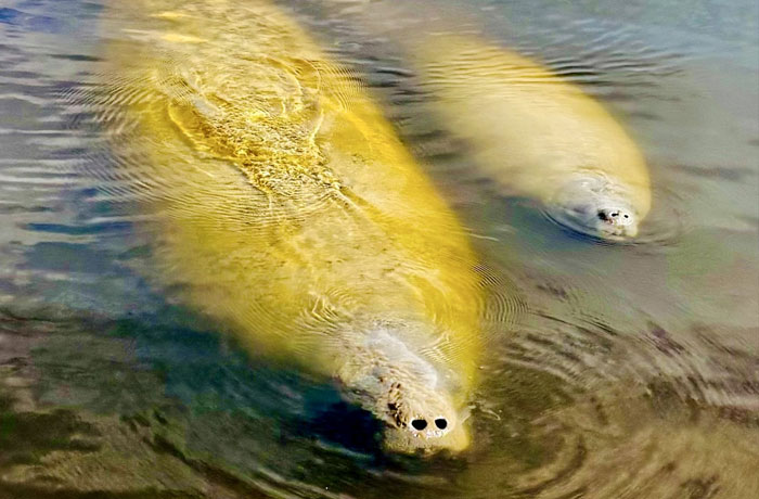Manatees swimming near tour boat