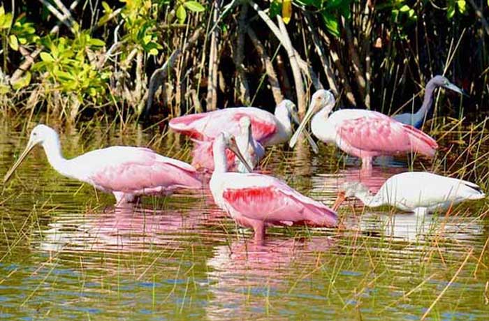 Southwest Florida Waterfowl