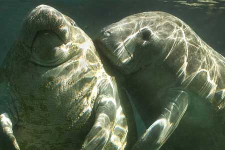 Two manatees swimming